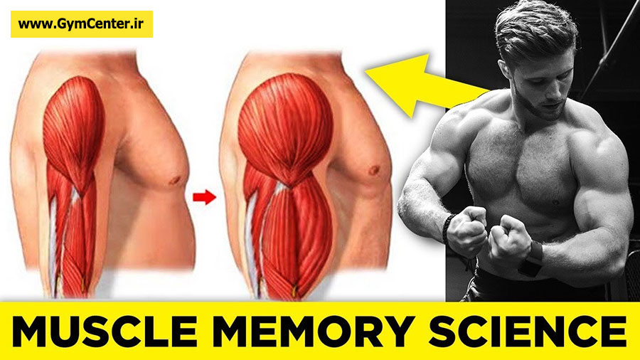 حافظه عضلانی